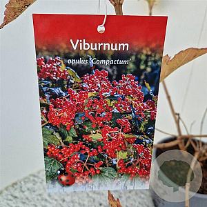 Viburnum opulus 'Compactum' 60-70 cm 3,0L