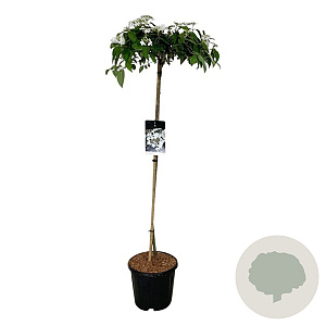 Viburnum plic. 'Watanabe' 120 cm stam 15L