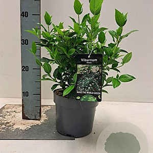 Viburnum tinus 20-25 cm 2,0L