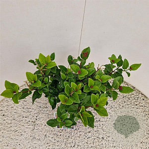 Viburnum tin. Lisarose 40-45 cm 2,5L