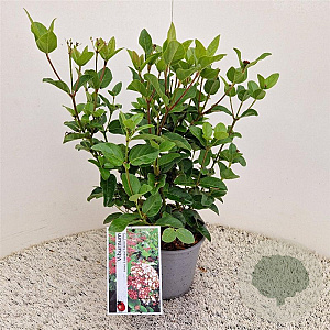 Viburnum tin. Lisarose 40-45 cm 2,5L
