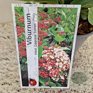 Viburnum tin. Lisarose 40-45 cm 2,5L