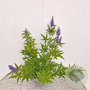 Vitex agnus-castus 40-50 cm 3,0L