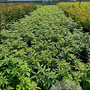 Vitex agnus-castus 40-50 cm 3,0L