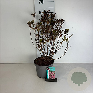 Weigela florida 'Foliis Purpureis' 40-50 cm 35L