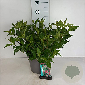 Weigela 'Red Prince' 60-80 cm 10L