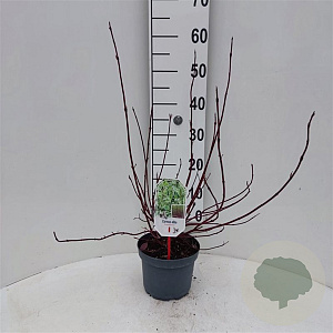 Cornus alba 'Elegantissima' 40-60 cm 3,0L