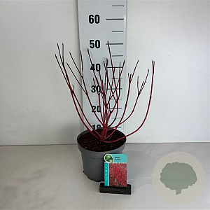 Cornus alba 'Sibirica' 50-60 cm 35L