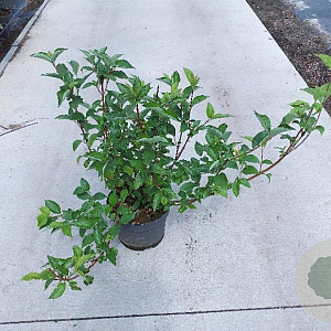 Cornus alba 'Sibirica' 60-80 cm 10L