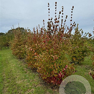 Cornus kousa 200-250 cm draadkluit meerstammig