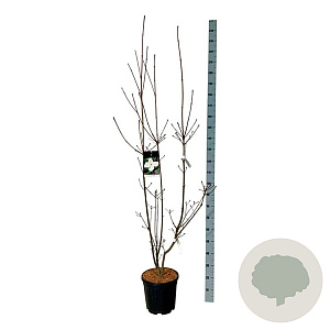 Cornus kousa 'Venus' 150-175 cm 15L