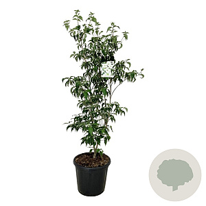 Cornus k. 'Milky Way' 125-150 cm 30L extra
