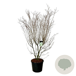 Cornus k. 'Milky Way' 200-250 cm cont. 90L extra