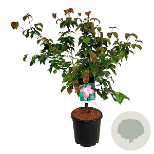 Cornus k. 'Satomi' 100-125 cm 15L