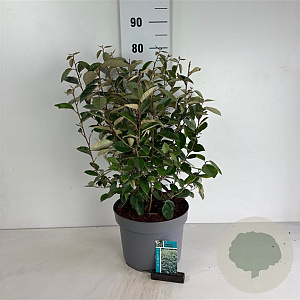 Elaeagnus ebbingei 60-80 cm 10L
