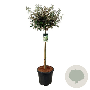 Elaeagnus ebb. 'Compacta' 90 cm stam 30L