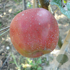 Malus d. 'Jonagold' 8-10 HA wortelgoed