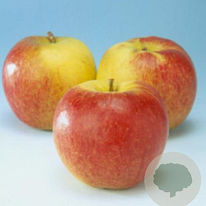 Malus d. 'Jonagold' 8-10 HA wortelgoed