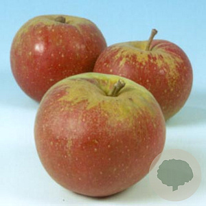 Malus d. 'Karmijn de Sonnaville' 10-12 HO wortelgoed