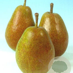 Pyrus c. 'Bonne Louise d'Avranches' 10-12 HO wortelgoed