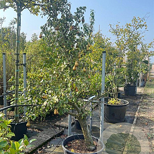 Pyrus c. 'Conference' GM container solitair