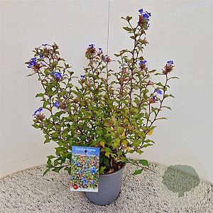 Ceratostigma willm. Forest Blue 35-40 cm 2,5L