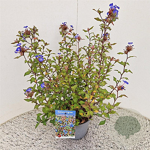 Ceratostigma willm. Forest Blue 35-40 cm 2,5L