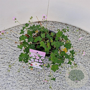 Geranium Dreamland 30-40 cm 2,5L