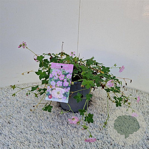 Geranium Dreamland 30-40 cm 2,5L