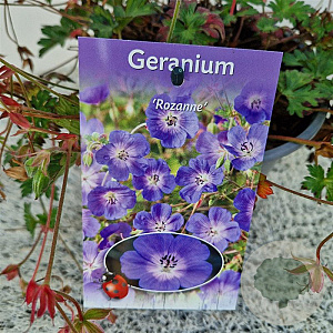 Geranium Rozanne 25-30 cm 2,5L
