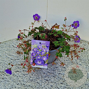 Geranium Rozanne 25-30 cm 2,5L