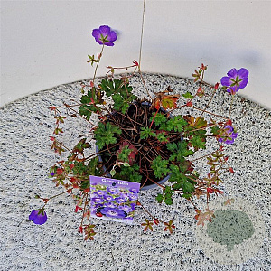Geranium Rozanne 25-30 cm 2,5L
