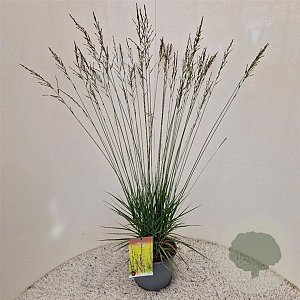 Molinia caerulea 'Edith Dudszus' 80-90 cm 4,0L