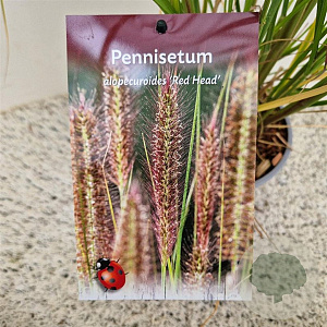 Pennisetum al. 'Redhead' 50-60 cm 2,5L
