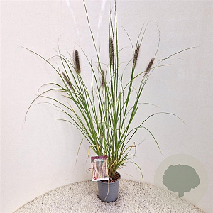 Pennisetum al. 'Redhead' 50-60 cm 2,5L