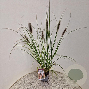 Pennisetum al. 'Redhead' 50-60 cm 2,5L