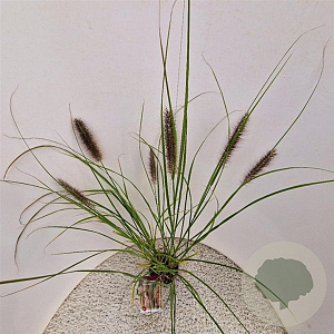 Pennisetum al. 'Redhead' 50-60 cm 2,5L