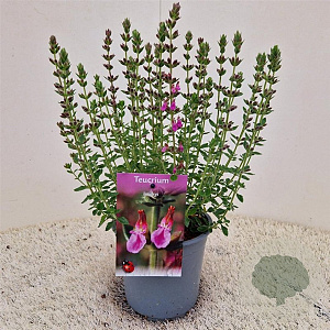 Teucrium lucidrys 25-30 cm C1.5
