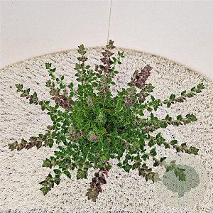 Teucrium lucidrys 25-30 cm C1.5