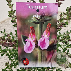 Teucrium lucidrys 25-30 cm C1.5