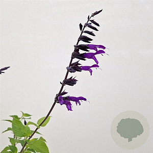 Salvia 'Amistad' 50-60 cm 2,5L