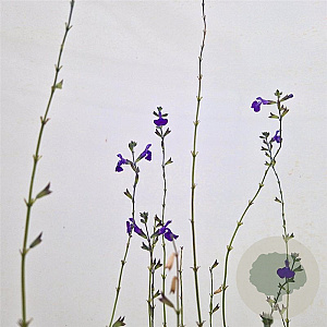 Salvia micr. 'Blue Monrovia' 40-45 cm 2,5L