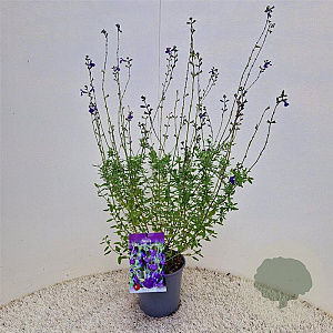 Salvia micr. 'Blue Monrovia' 40-45 cm 2,5L