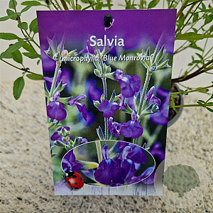 Salvia micr. 'Blue Monrovia' 40-45 cm 2,5L