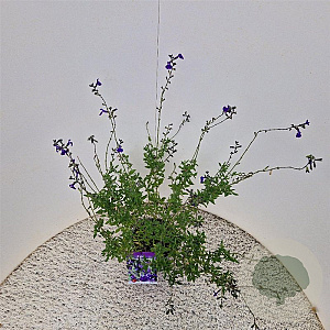 Salvia micr. 'Blue Monrovia' 40-45 cm 2,5L
