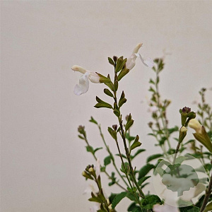 Salvia micr. 'Gletsjer' 40-45 cm 2,5L