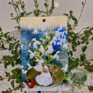 Salvia micr. 'Gletsjer' 40-45 cm 2,5L