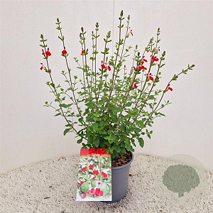 Salvia micr. 'Hot Lips' 40-50 cm 2,5L