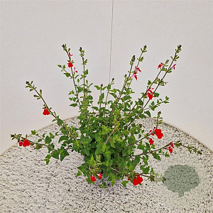 Salvia micr. 'Hot Lips' 40-50 cm 2,5L