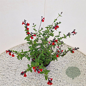 Salvia 'Royal Bumble' 40-45 cm 2,5L